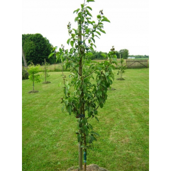 JABŁOŃ RED DELICIOUS słodkie chrupiące odporna - sadzonki 110 / 140 cm